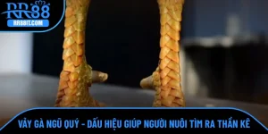 Vảy gà ngũ quý